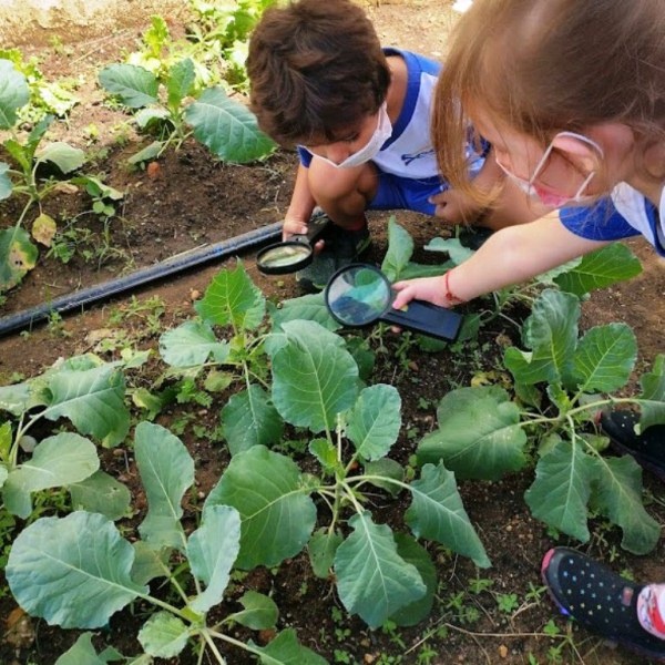 Alunos utilizam IA para reaproveitar água e revitalizar espaço verde no Dia da Árvore