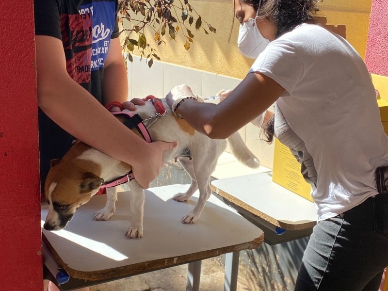 Sinop terá em outubro dois dias D para vacinação antirrábica