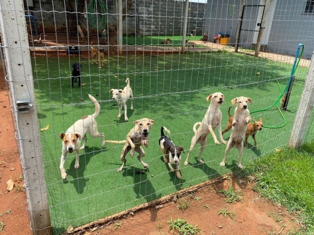 Adoções de animais aumenta 33% em relação ao ano passado