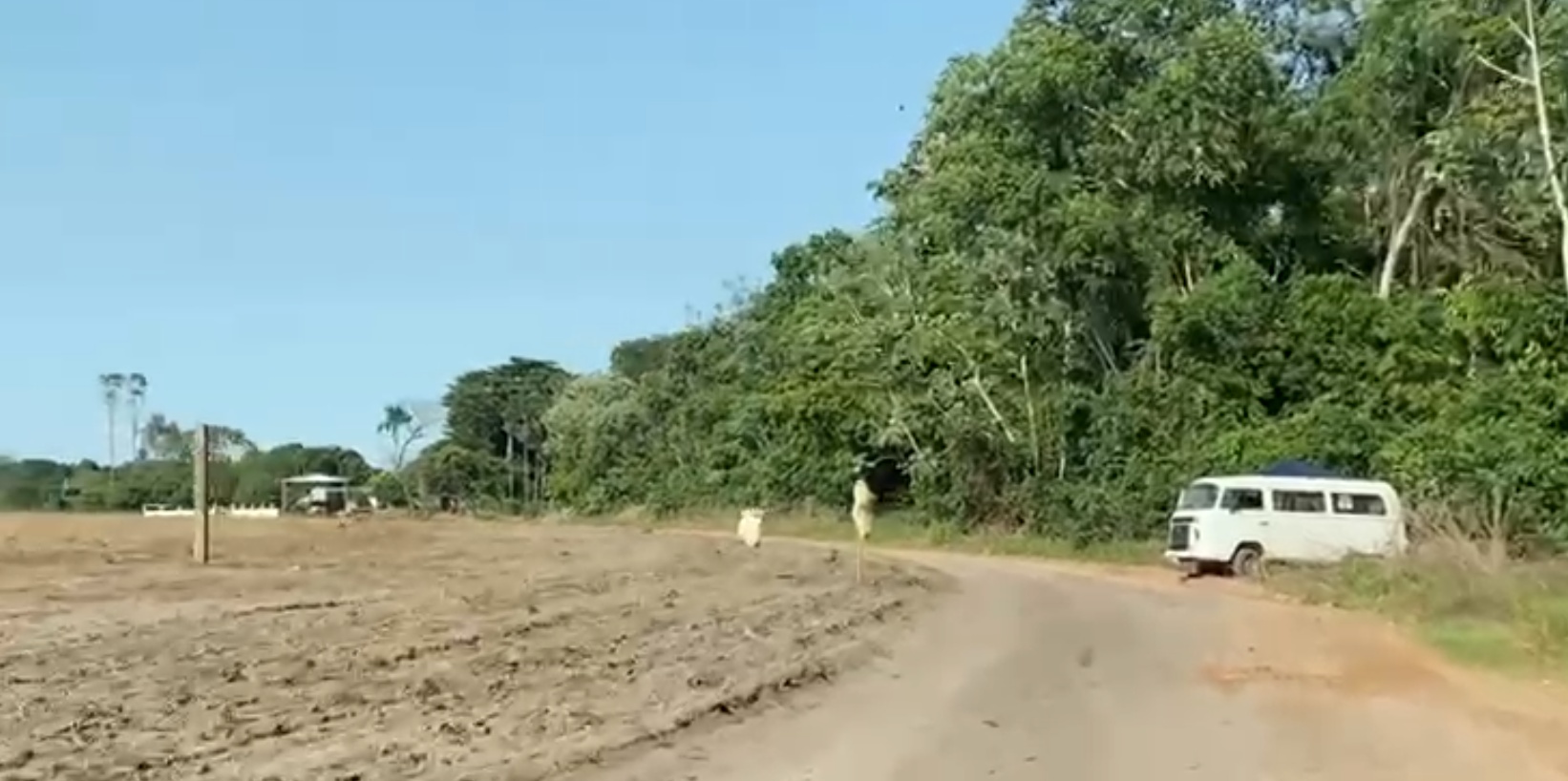 Fazenda com soja plantada é invadida em Sinop