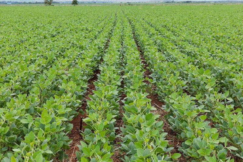 Plantio de soja atinge 100% em MT sem registro de ferrugem asiática