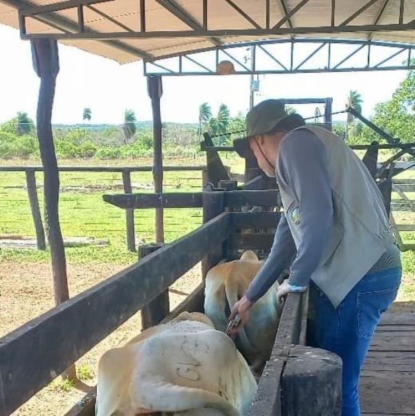 Indea e parceiros promovem evento para celebrar última vacinação em Mato Grosso