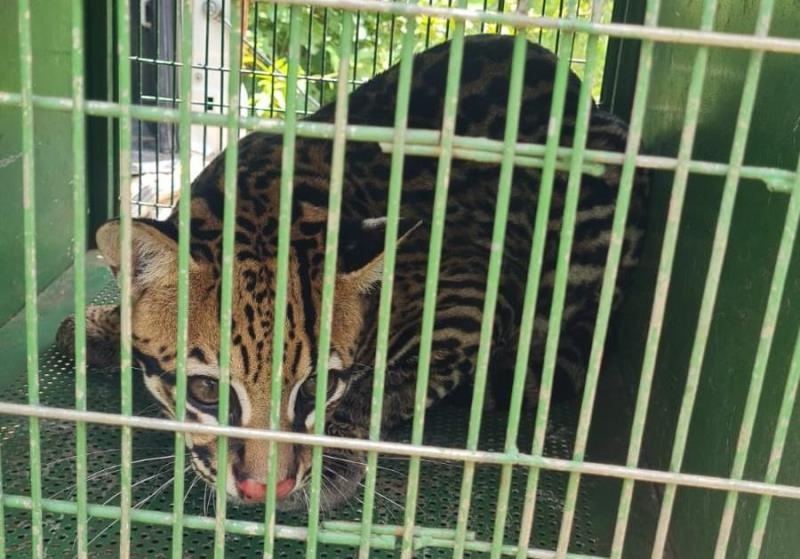 Sema devolve jaguatirica à natureza após seis meses de tratamento veterinário