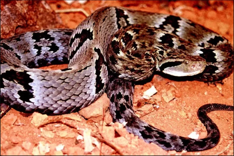 Mato Grosso registra mais de 1,7 ataques de cobras e escorpião em 2 anos