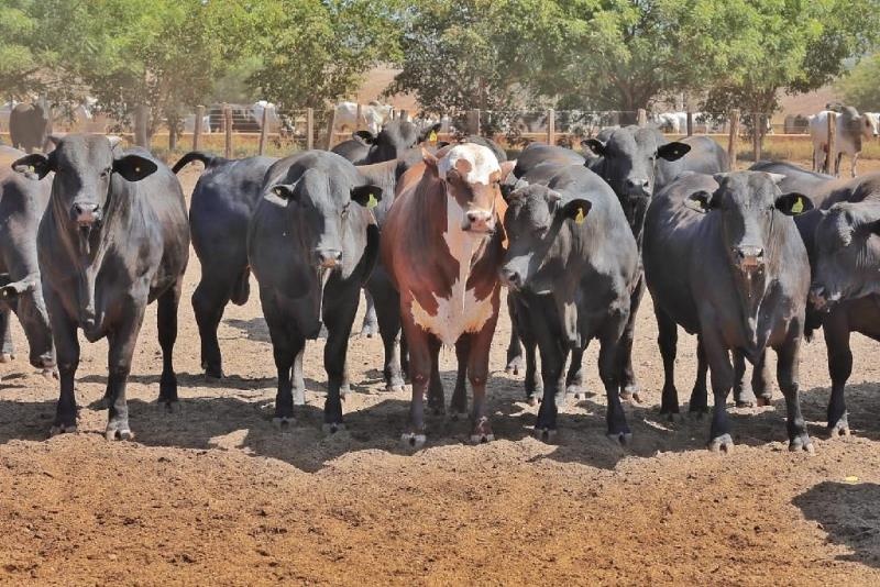 MT conta com 406 propriedades aptas a exportar para União Europeia