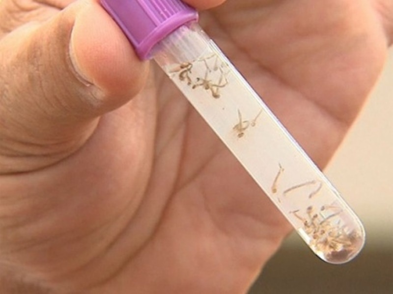 MT tem alta de mortes pela dengue; 96 cidades com risco alto