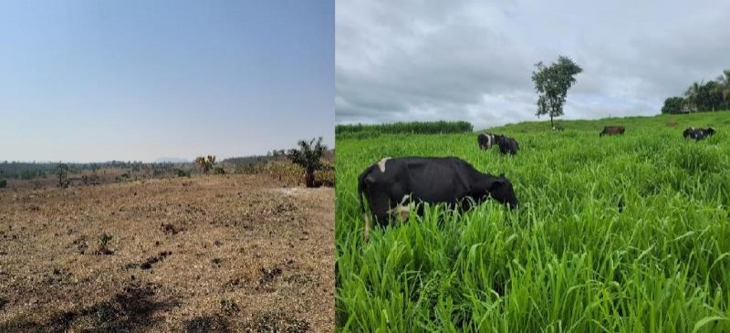 Produtor investe na melhoria da alimentação do rebanho e resultado garante sustento da família