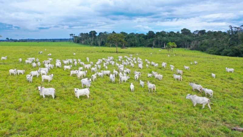 Após articulação da Acrimat, governo de MT revoga cobrança de taxa extra para pecuaristas