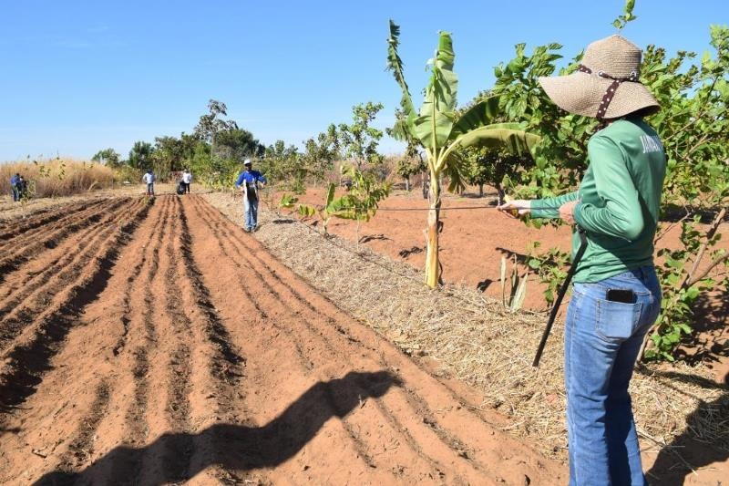 Apoio do Programa REM MT incentiva produção agroecológica de famílias em Sinop