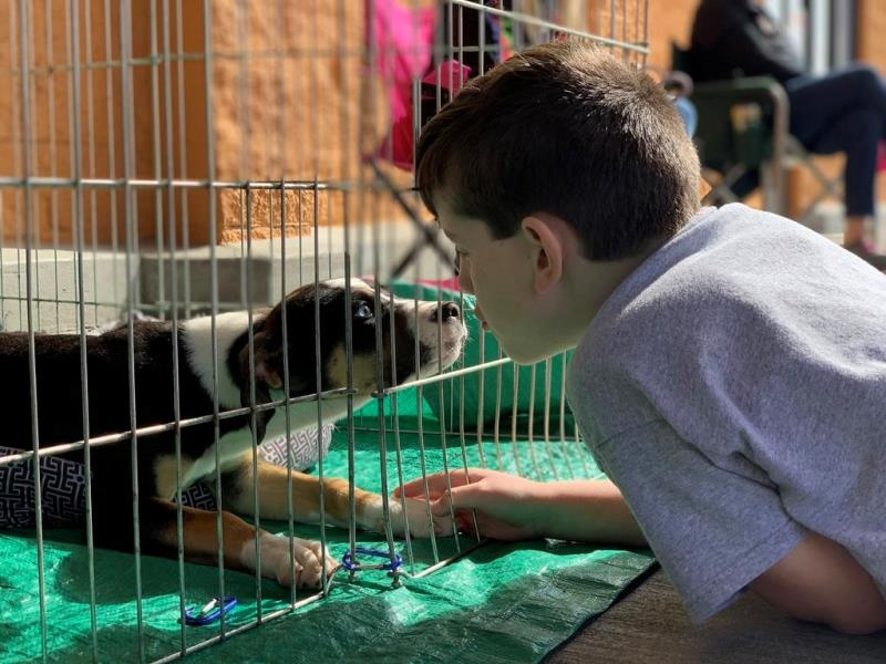 Em Sinop, causa animal passa por inúmeras dificuldades
