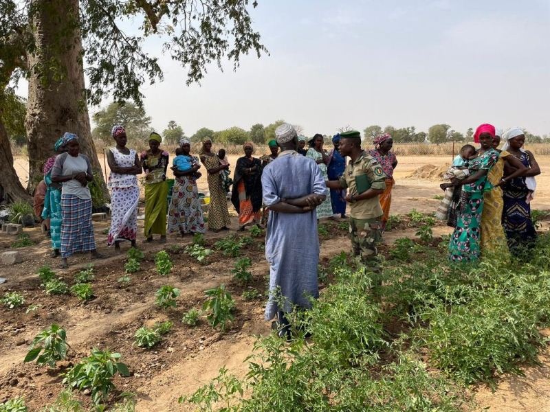 Embrapa de Sinop contribuirá com a grande muralha verde no Senegal