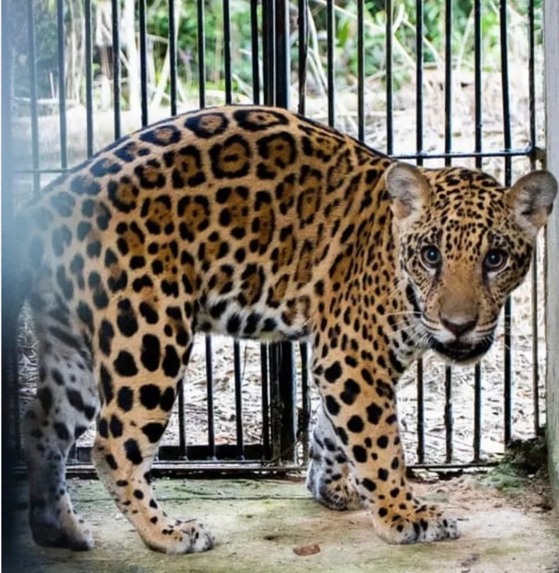 Filhote de onça-pintada resgatado em Sinop espera para ser solto na natureza