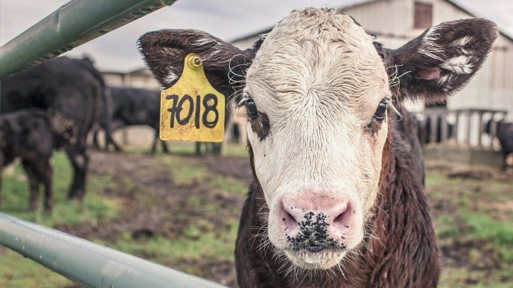 ‘Vaca louca’: exportações de carne à China são suspensas