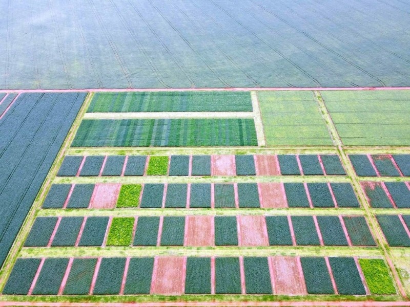 Experimentos revelam efeitos de sistemas de produção e impacto da calagem na soja, ao longo de 15 anos