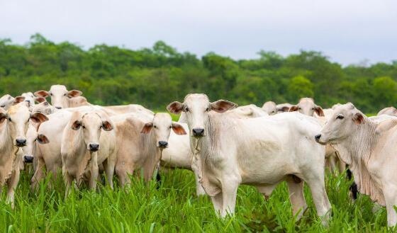Mato Grosso se mantém na liderança com o maior rebanho bovino do país