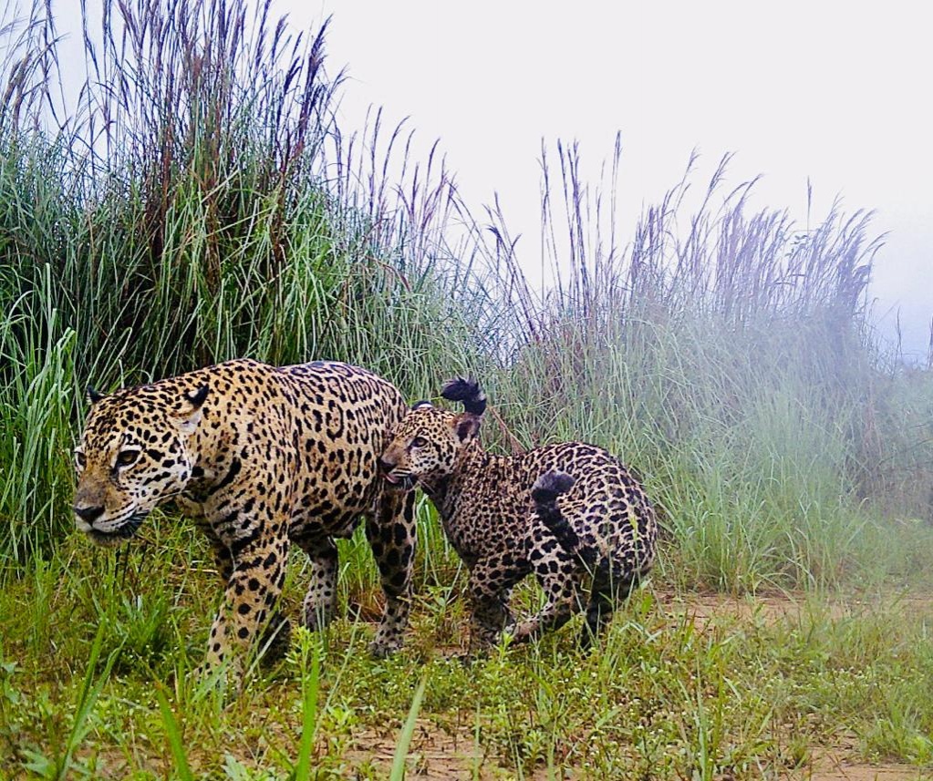 UHE Sinop faz registro raro de onça pintada e filhote no entorno do reservatório