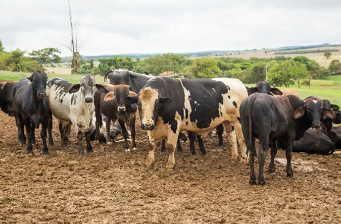 Mato Grosso é o Estado que mais produz carne bovina no Brasil