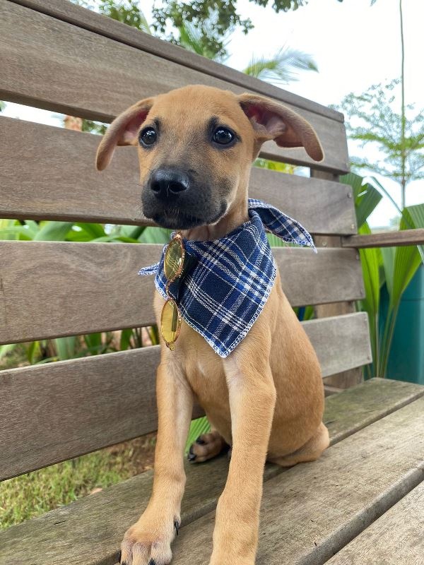 Feira de Adoção de Animais está na programação deste fim de semana