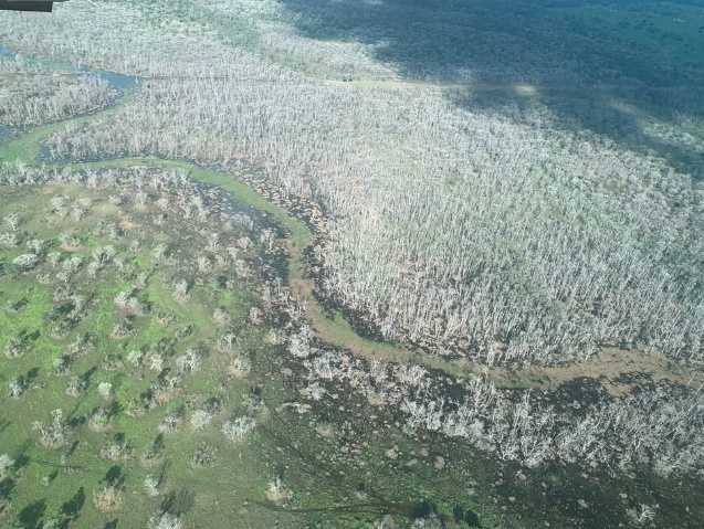 Polícia cumpre 13 mandados contra investigados por crimes ambientais no Pantanal de MT