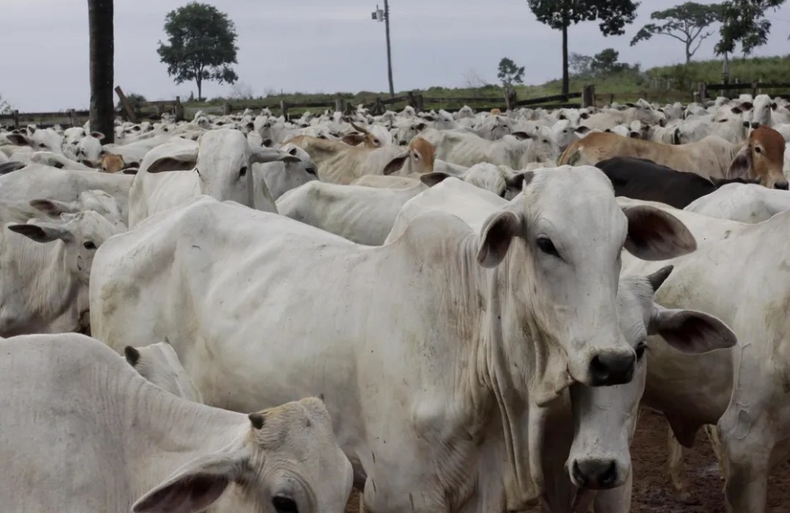 China reabre mercado para exportação de carne bovina do Brasil