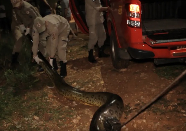 Sucuri com cerca de 6 metros mata cachorro em residencial em Várzea Grande