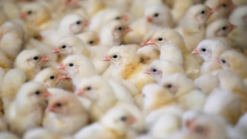 Brasil registra dois casos de gripe aviária no Espírito Santo