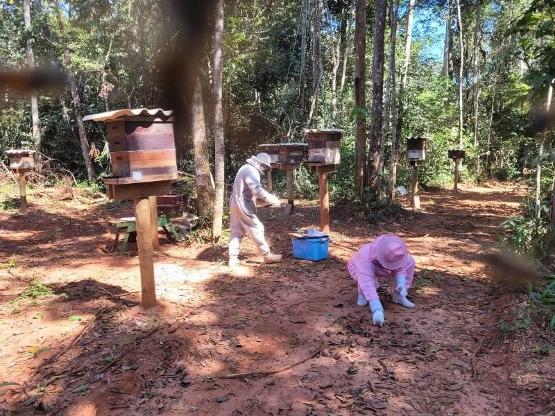 Indea investiga morte de pelo menos um milhão de abelhas em Brasnorte