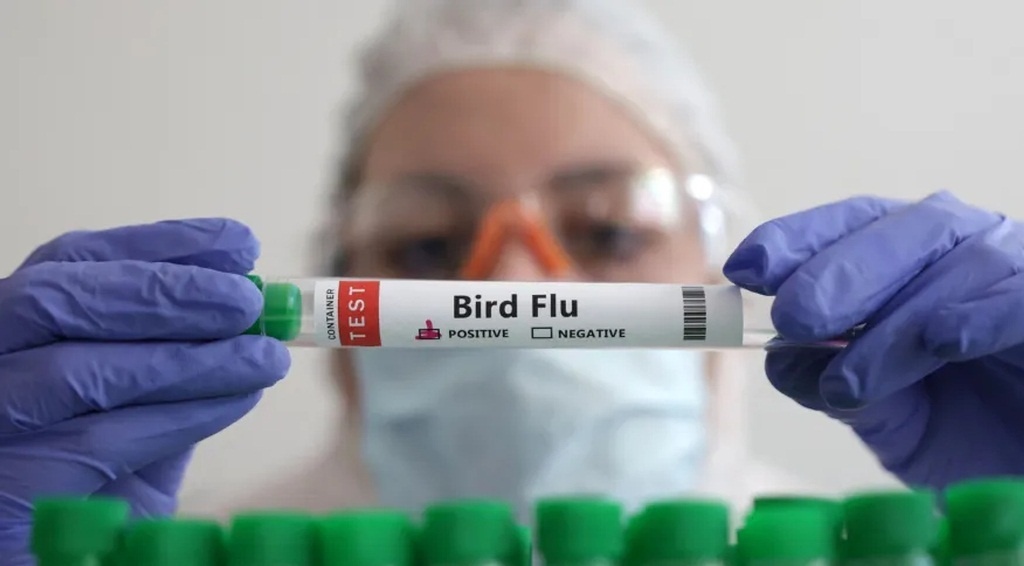 Mato Grosso não registra casos de gripe aviária e Estado orienta medidas de prevenção