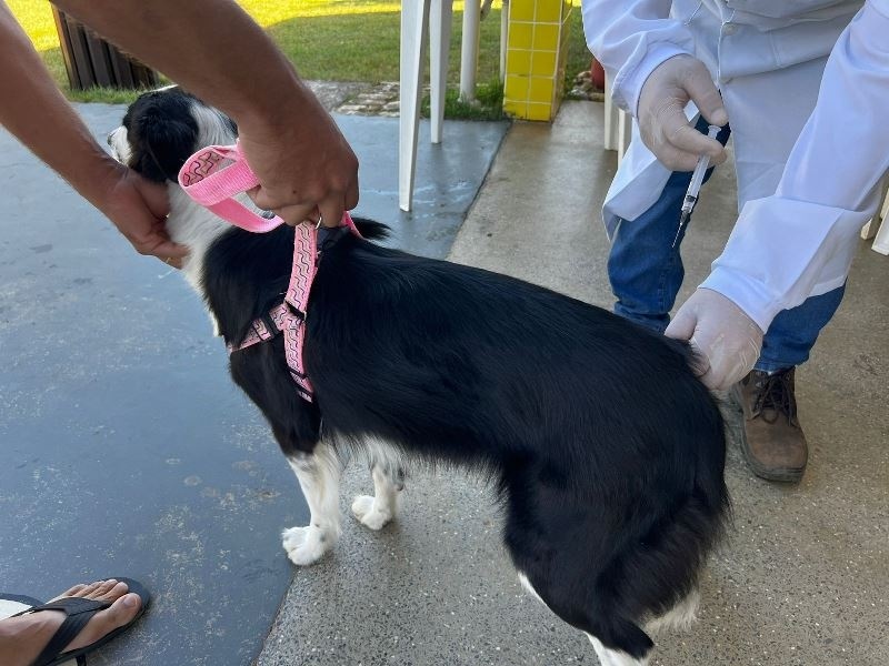 Campanha antirrábica 2023 já vacinou mais de 6,2 mil animais