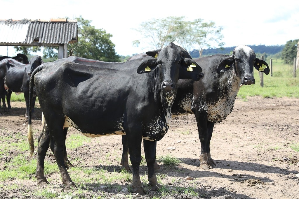 Governo de MT abre inscrições para programa de melhoramento genético do rebanho leiteiro