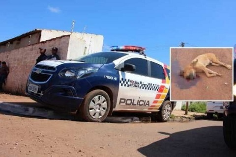 Homem é investigado por matar cachorros envenenados