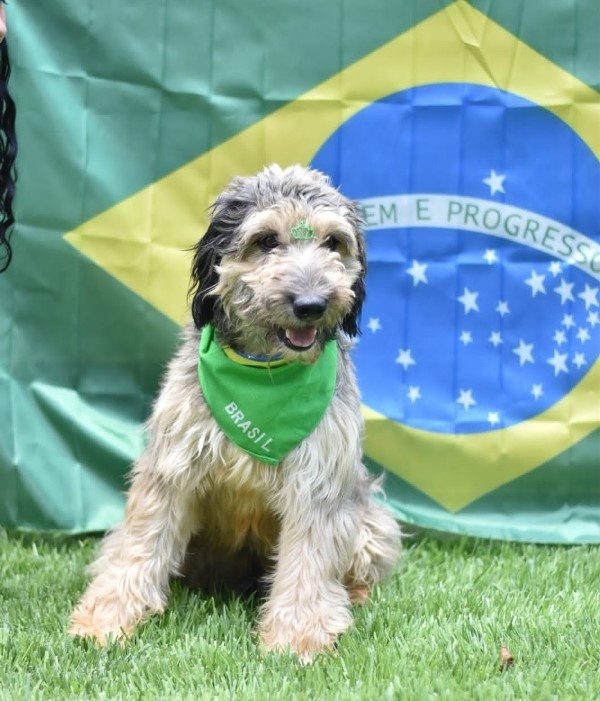 Mais de 30 animais buscam novo lar em feira de adoção nesse sábado(17)