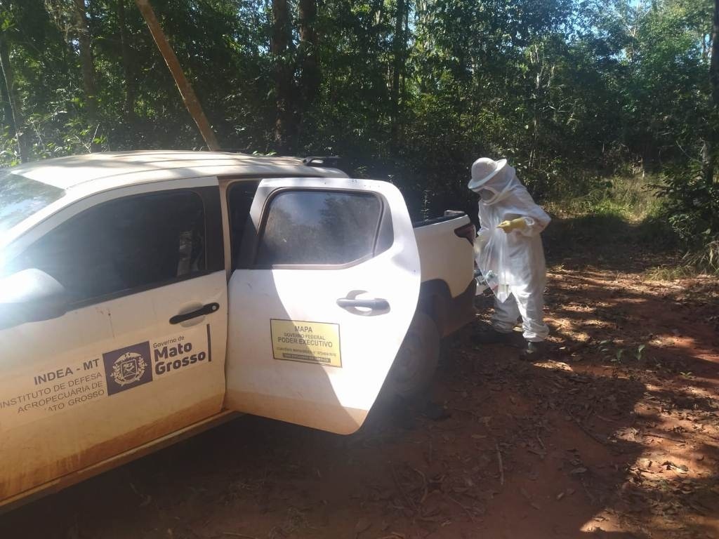 Indea apura mortalidade de abelhas em Sinop e Sorriso