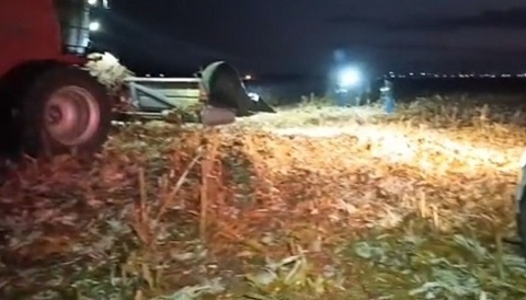 Cadáver é encontrado em plantação de milho em Sinop