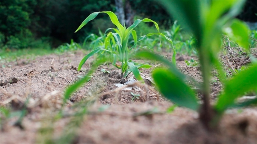Chuvas em Mato Grosso foram favoráveis à segunda safra