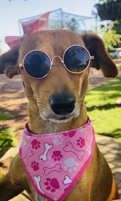 Mais de 40 animais buscam lar em Feira de adoção nesse sábado
