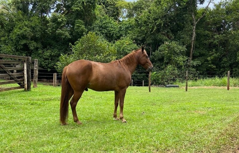 Exame de mormo para transporte de equinos deixa de ser obrigatório em Mato Grosso