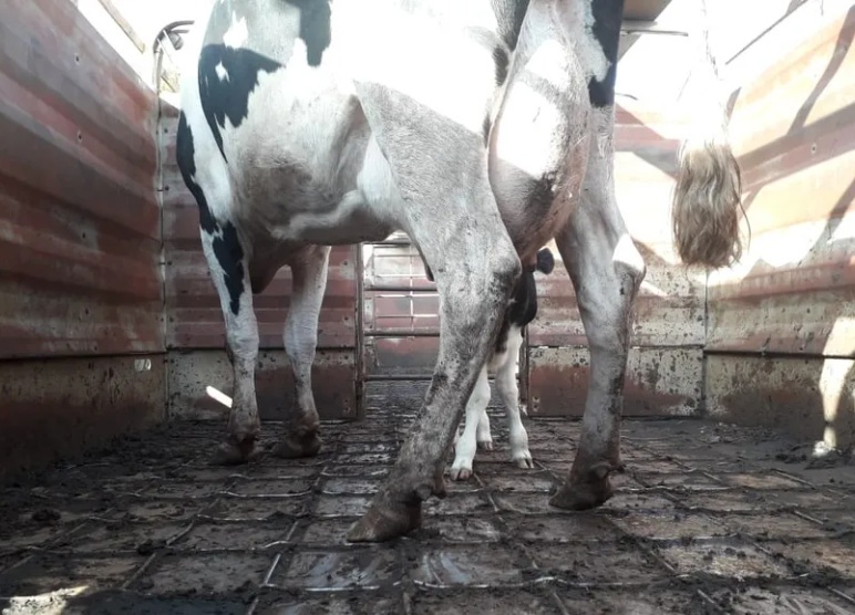 Ministério da Agricultura atualiza normas para abate de vacas prenhas