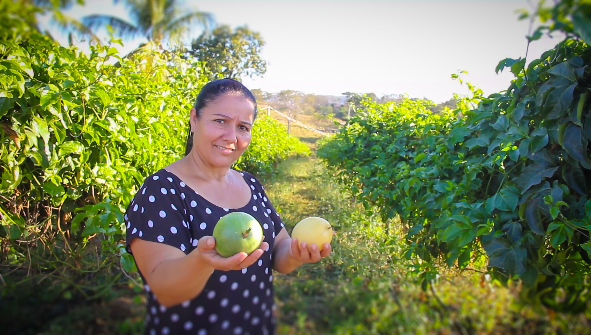 Com kits de irrigação, agricultores conseguiram aumentar a renda