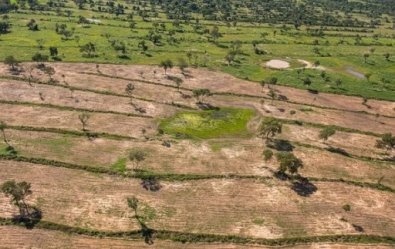 Consema 'perdoa' multa de quase R$ 1 milhão da Agropecuária Scheffer