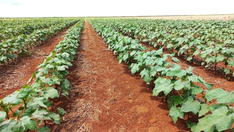 Produtores sinalizam substituir milho por algodão em MT