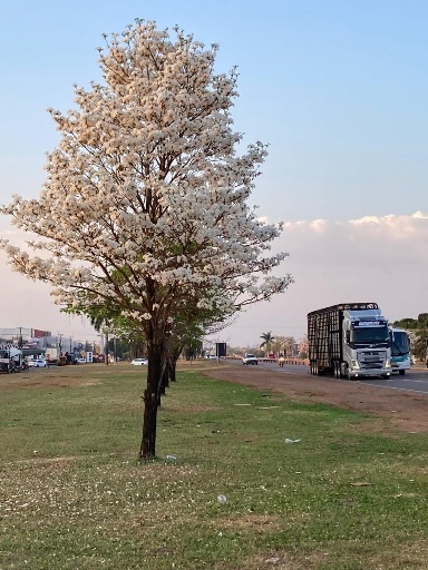 Um contraste da beleza com tragédia