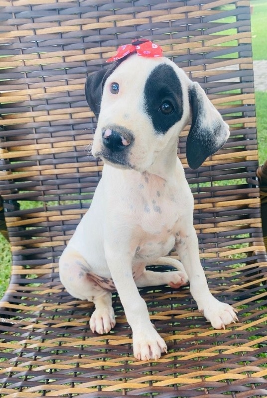 Mais de 30 animais estarão disponíveis para adoção nesse final de semana