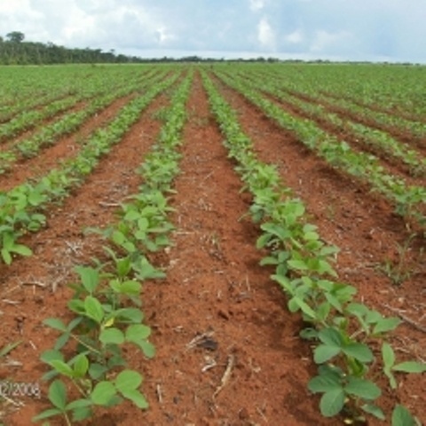 Em fase inicial, plantio de soja da safra 2023/24 chega a 1,82% em Mato Grosso