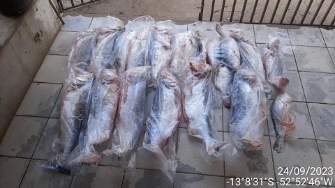 Sema-MT e PM apreendem 236 kg de pescado ilegal, armas de fogo e carne de animal silvestre