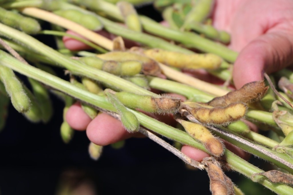Cientistas avaliam fungicidas e cultivares para combater a podridão de grãos
