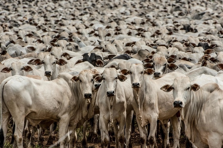 Com a maior produção do país, MT tem 9,5 vezes mais cabeças de gado do que gente, diz IBGE