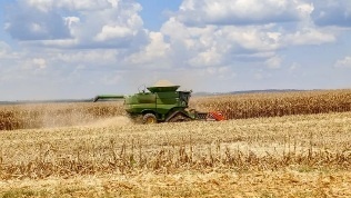 Safra brasileira deve encolher para 308 milhões de toneladas em 2024