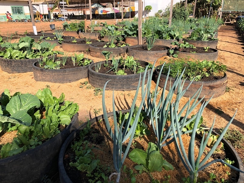 CRAS Menino Jesus participa do projeto Sinop Orgânico com cultivo de horta comunitária