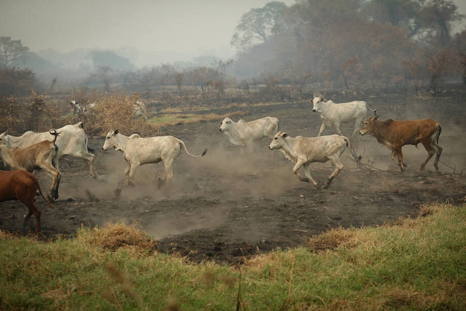 Fogo no Pantanal ameaça pecuária de corte e leite com morte de animais e queima de pastagens